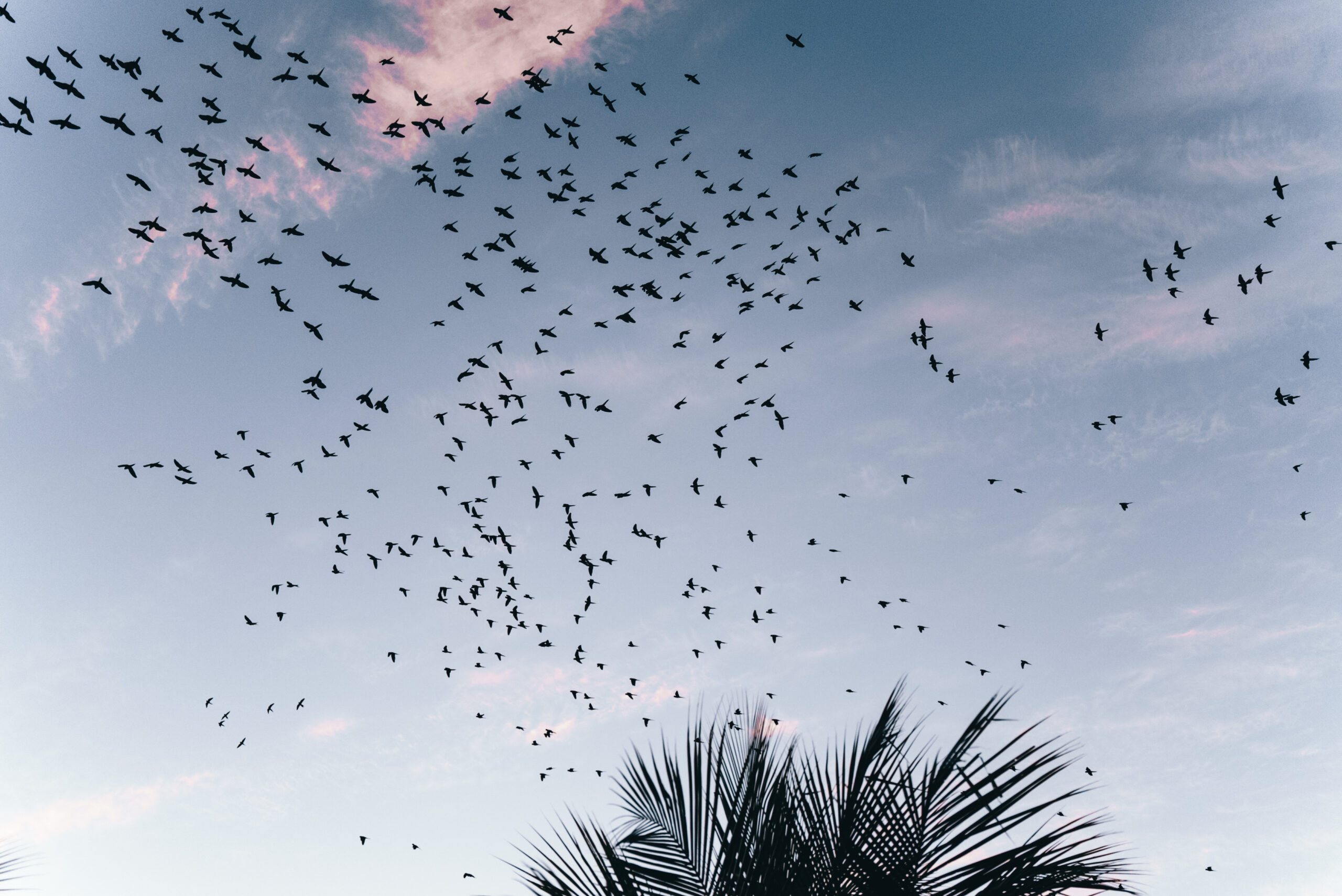 Aluguel casa de luxoSanto André, Villa 03